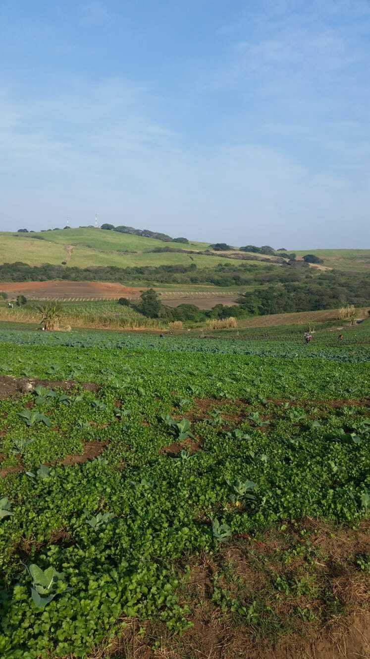 Farm Ranch in La Mercy, KwaZulu-Natal, South Africa 5 - 19110060
