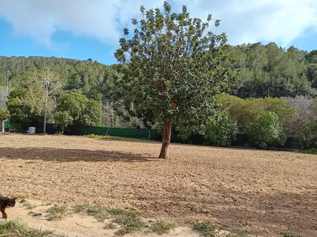 Maisons de campagne à Sant Pere de Ribes, Catalogne, Espagne 4 - 19113766