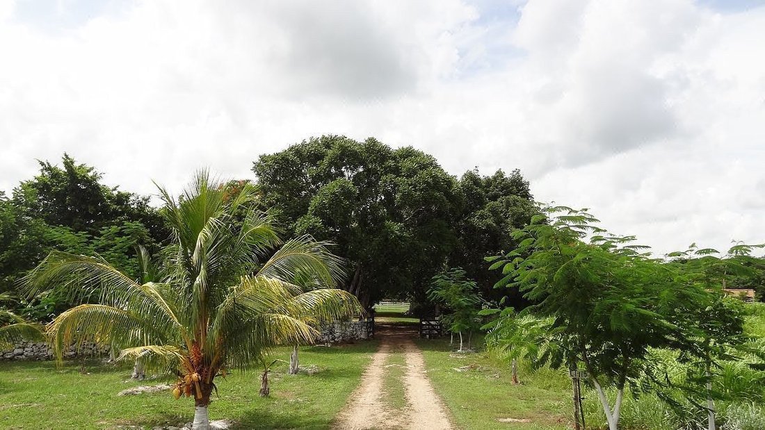Corps de ferme en Buctzotz, Yucatán, Mexique 4 - 19120602