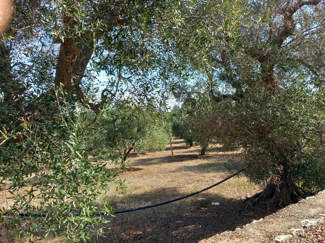 Casa en Santa Catalina - Ramunno - Chianchizzo, Ostuni, Apulia 4 - 19127509