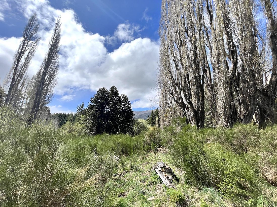 Terrain à Lolog, Neuquén, Argentine 2 - 19131575