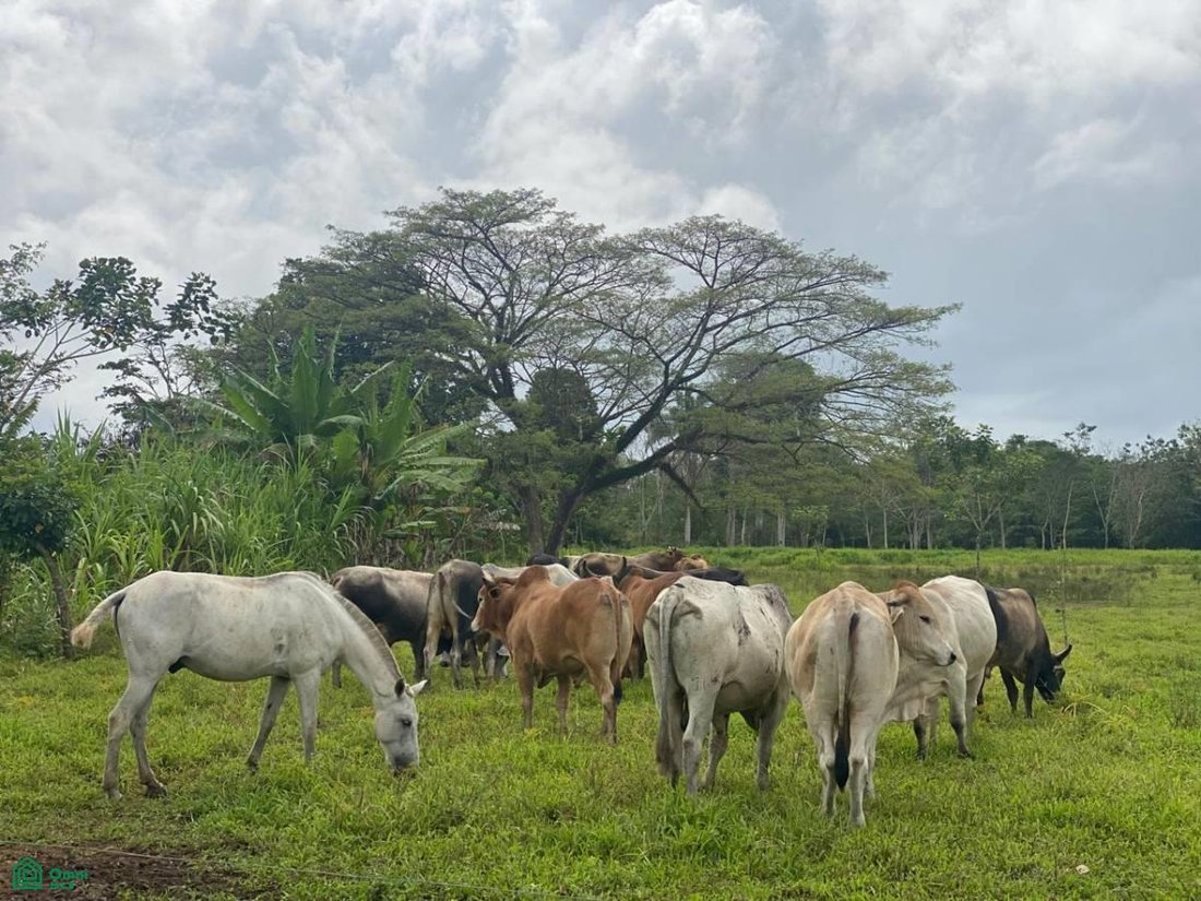 Terrain à Delicias, Alajuela, Costa Rica 1 - 19131939