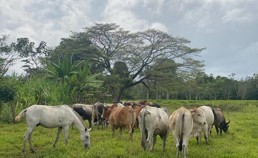 Land in Delicias, Provinz Alajuela, Costa Rica 1