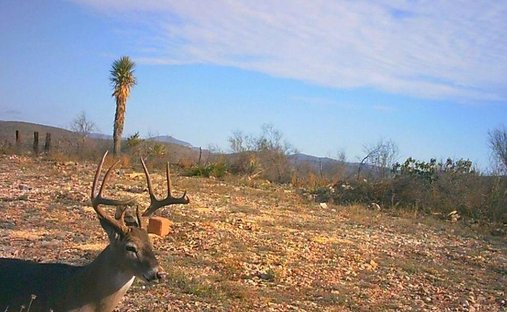 Land in Villaldama, Nuevo León, Mexiko 1