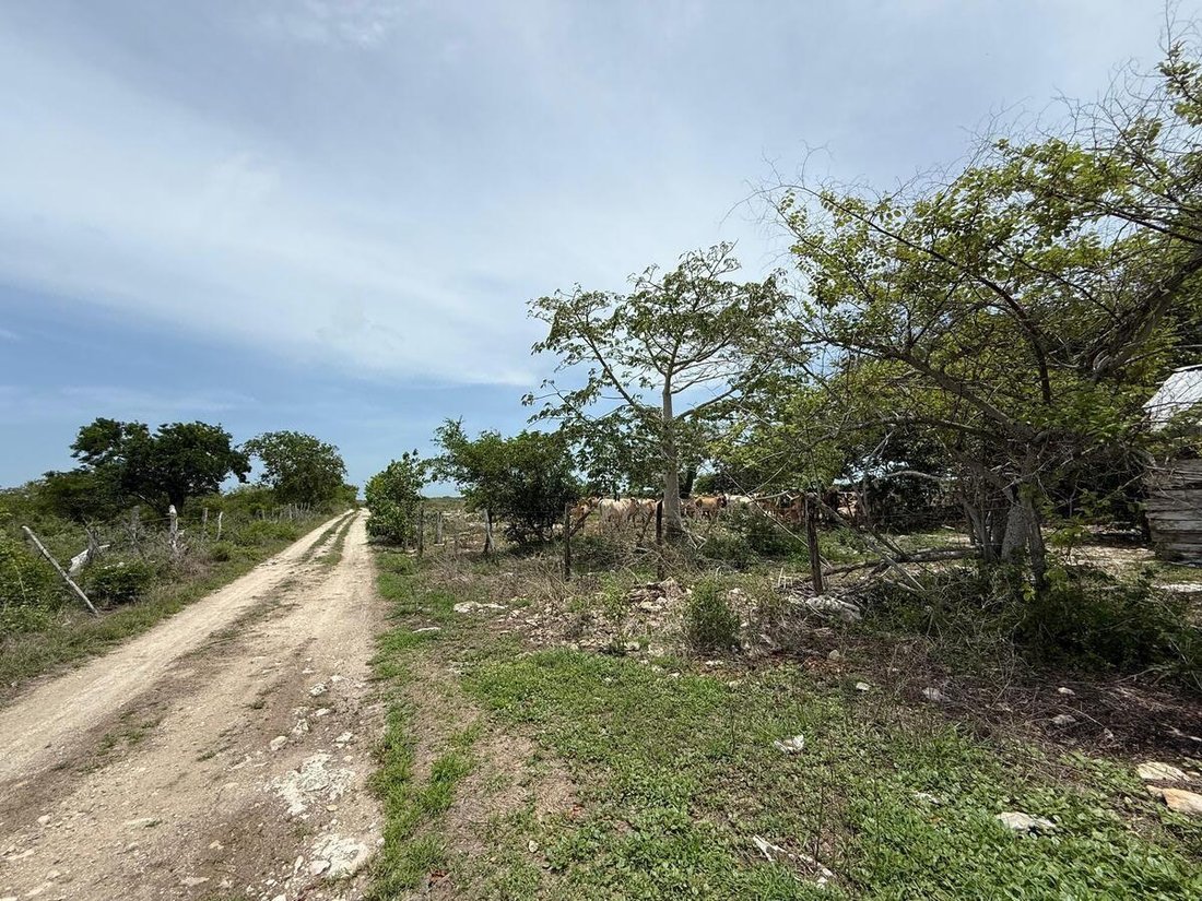 Land in Río Lagartos, Yucatan, Mexico 3 - 19137620
