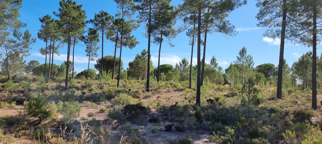 Terreno a Grandola e Santa Margarida da Serra, Setúbal Municipality, Portogallo 1 - 19138354