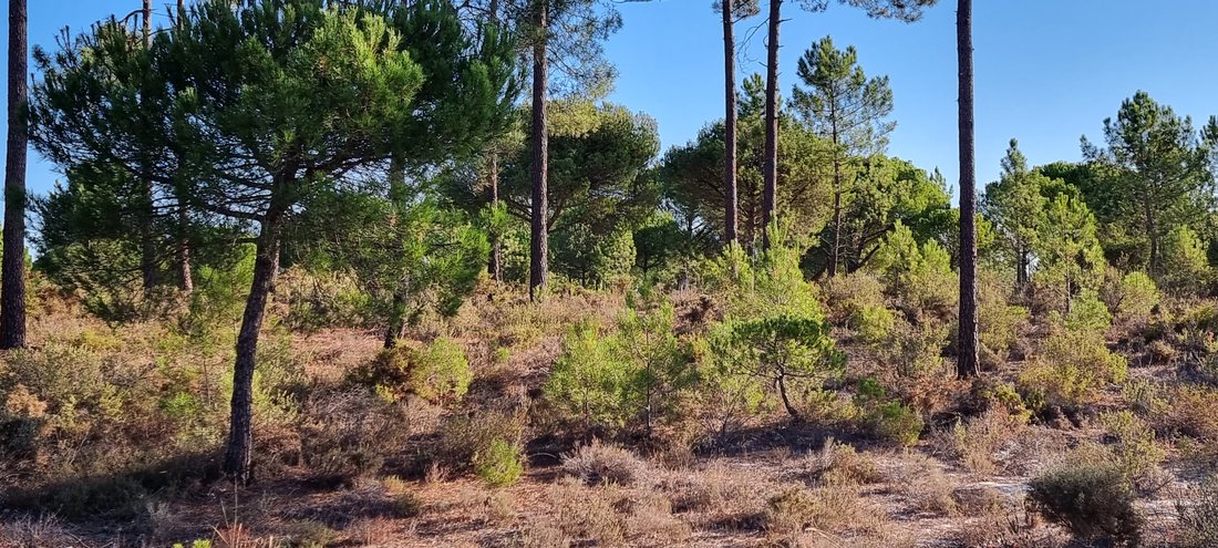 Terreno a Grandola e Santa Margarida da Serra, Setúbal Municipality, Portogallo 2 - 19138354
