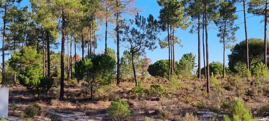 Terreno a Grandola e Santa Margarida da Serra, Setúbal Municipality, Portogallo 3 - 19138362
