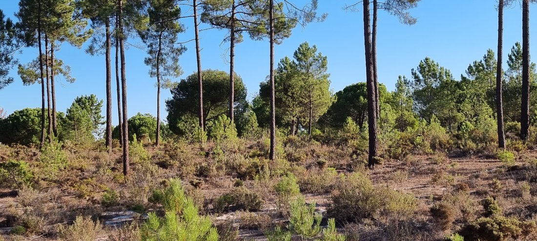Land in Grandola e Santa Margarida da Serra, Setubal, Portugal 3 - 19138368