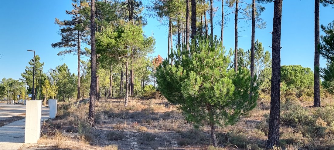 Land in Grandola e Santa Margarida da Serra, Setubal, Portugal 3 - 19138347