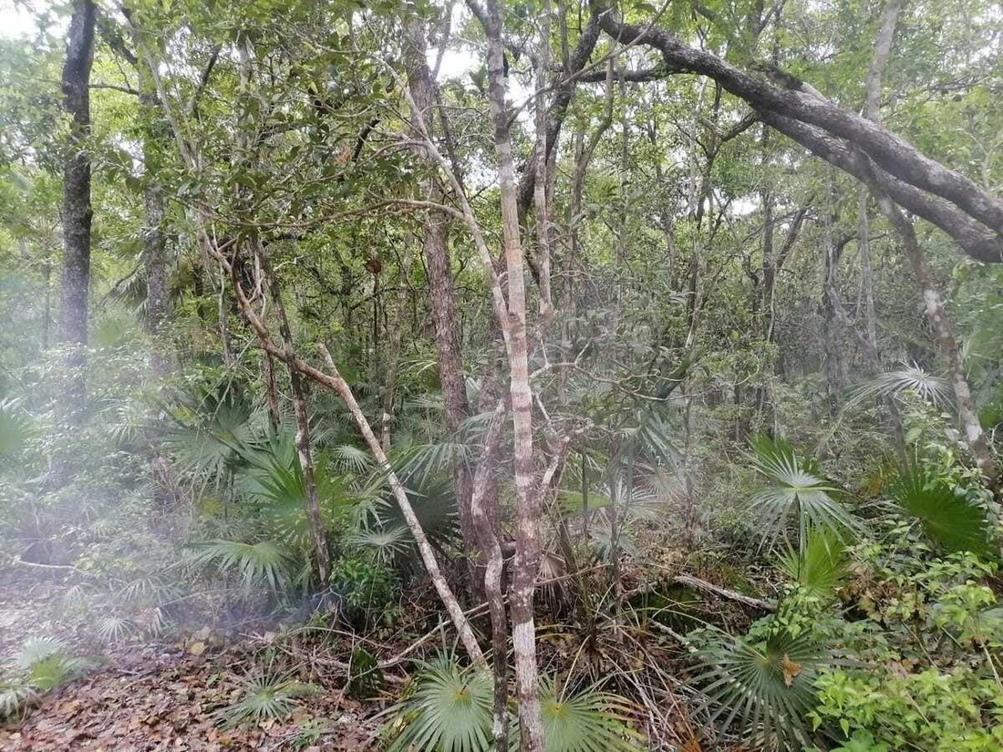 Land in Tulum, Quintana Roo, Mexico 5 - 19146529