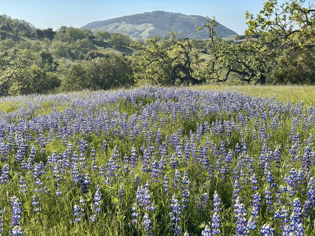 Land in Carmel-by-the-Sea, California, United States 5 - 19149826
