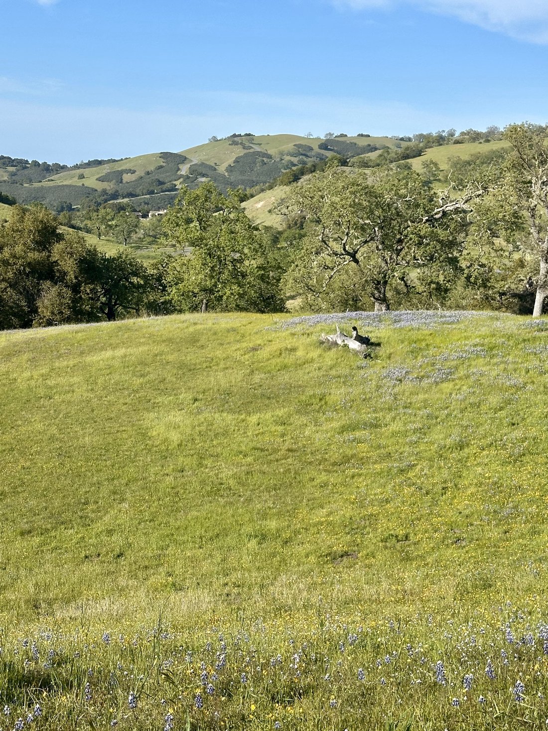 Land in Carmel-by-the-Sea, California, United States 4 - 19149826