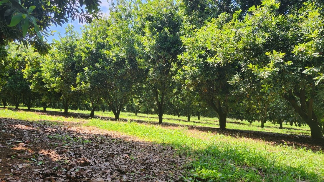 Farm Ranch in Mbombela, Mpumalanga, South Africa 2 - 19153758