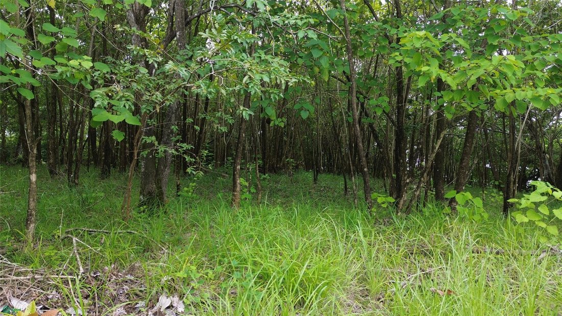 Terrain à Cedros, Puntarenas, Costa Rica 4 - 19155117