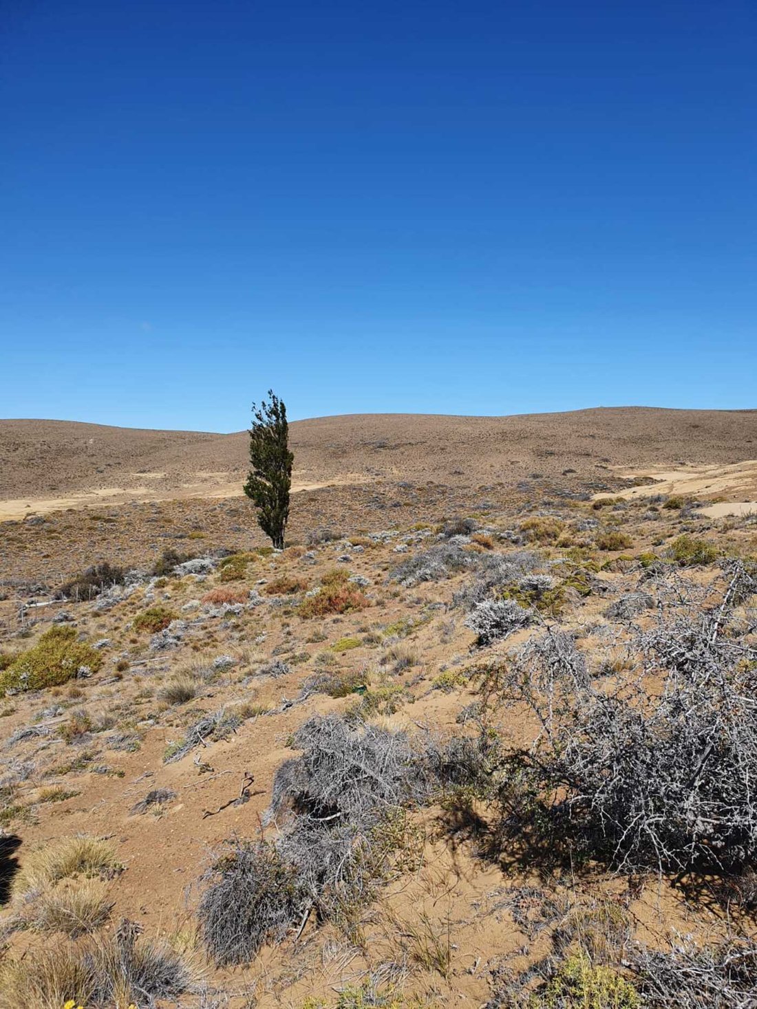 Land in Lago Viedma, Argentina 2 - 19158498