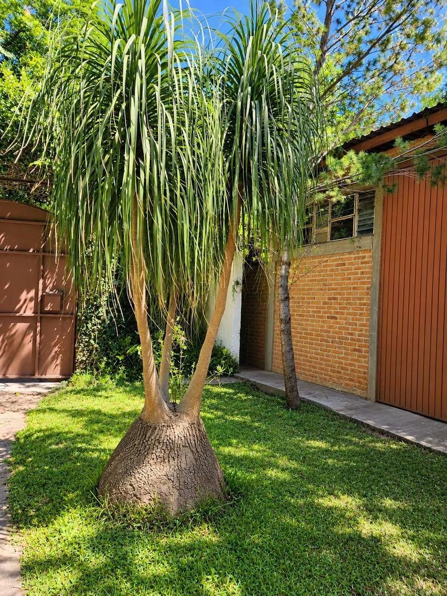 Land in Zapopan, Jalisco, Mexiko 2 - 19165303
