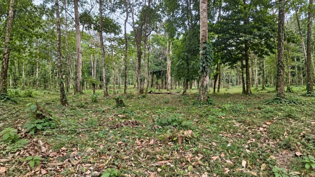 Terreno a Cantone di Upala, Provincia di Alajuela, Costa Rica 3 - 19161395