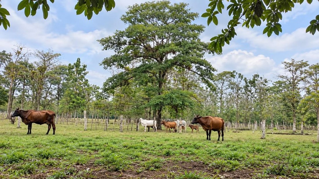 Terreno a Cantone di Upala, Provincia di Alajuela, Costa Rica 2 - 19161395