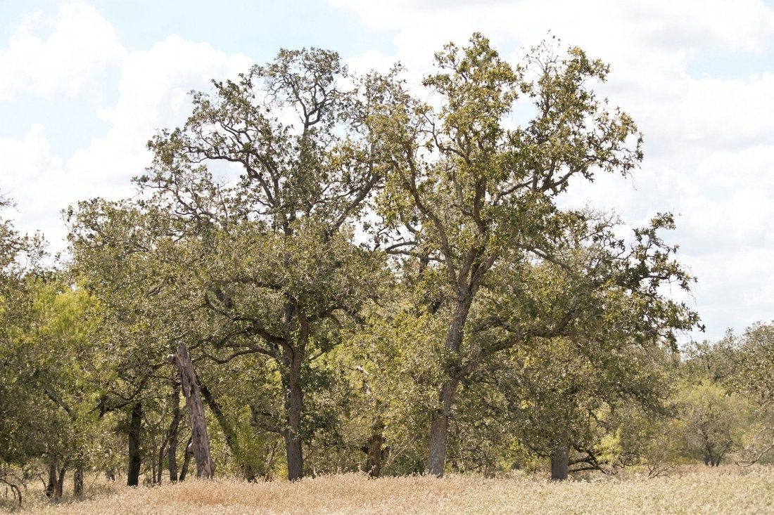 Rancho en Nixon, Texas, Estados Unidos 2 - 19171144
