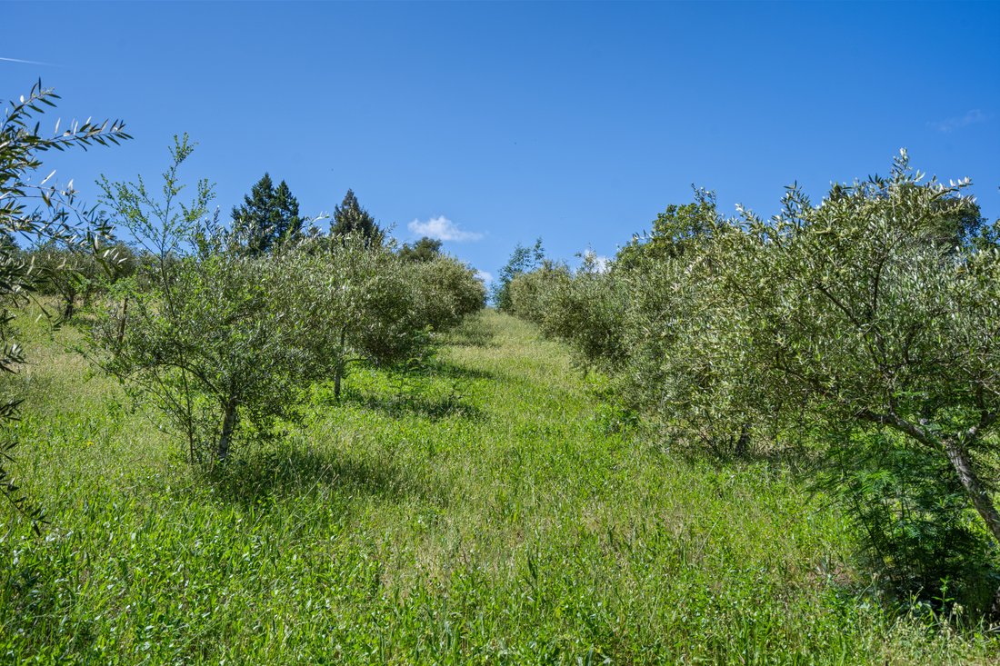 Terrain à Healdsburg, Californie, États-Unis 3 - 19174539