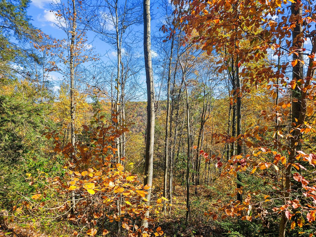 Farm Ranch in Woodland, Pennsylvania, United States 4 - 19173943