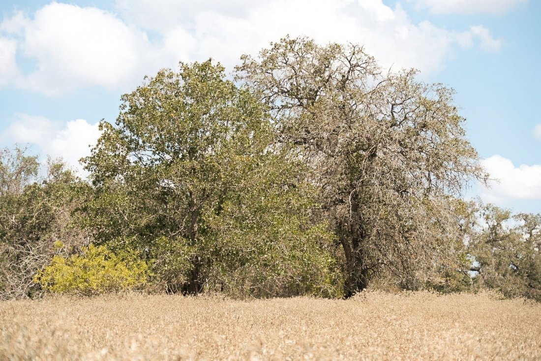 Rancho en Nixon, Texas, Estados Unidos 4 - 19171144