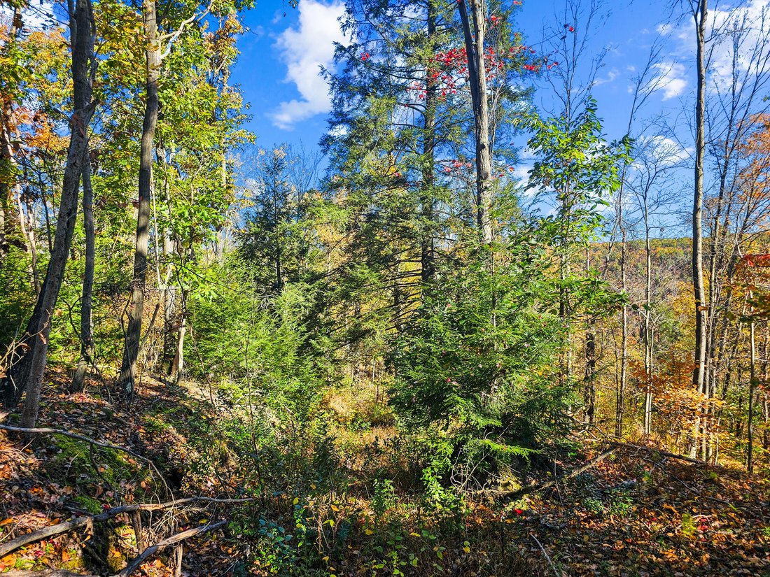 Farm Ranch in Woodland, Pennsylvania, United States 3 - 19173943