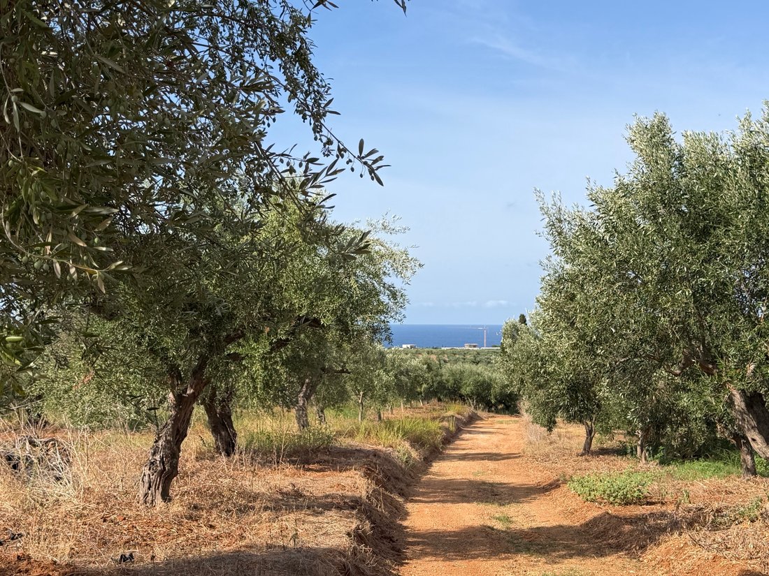 Land in Gargalianoi, Peloponnese, Western Greece and the Ionian, Greece 1 - 19183236
