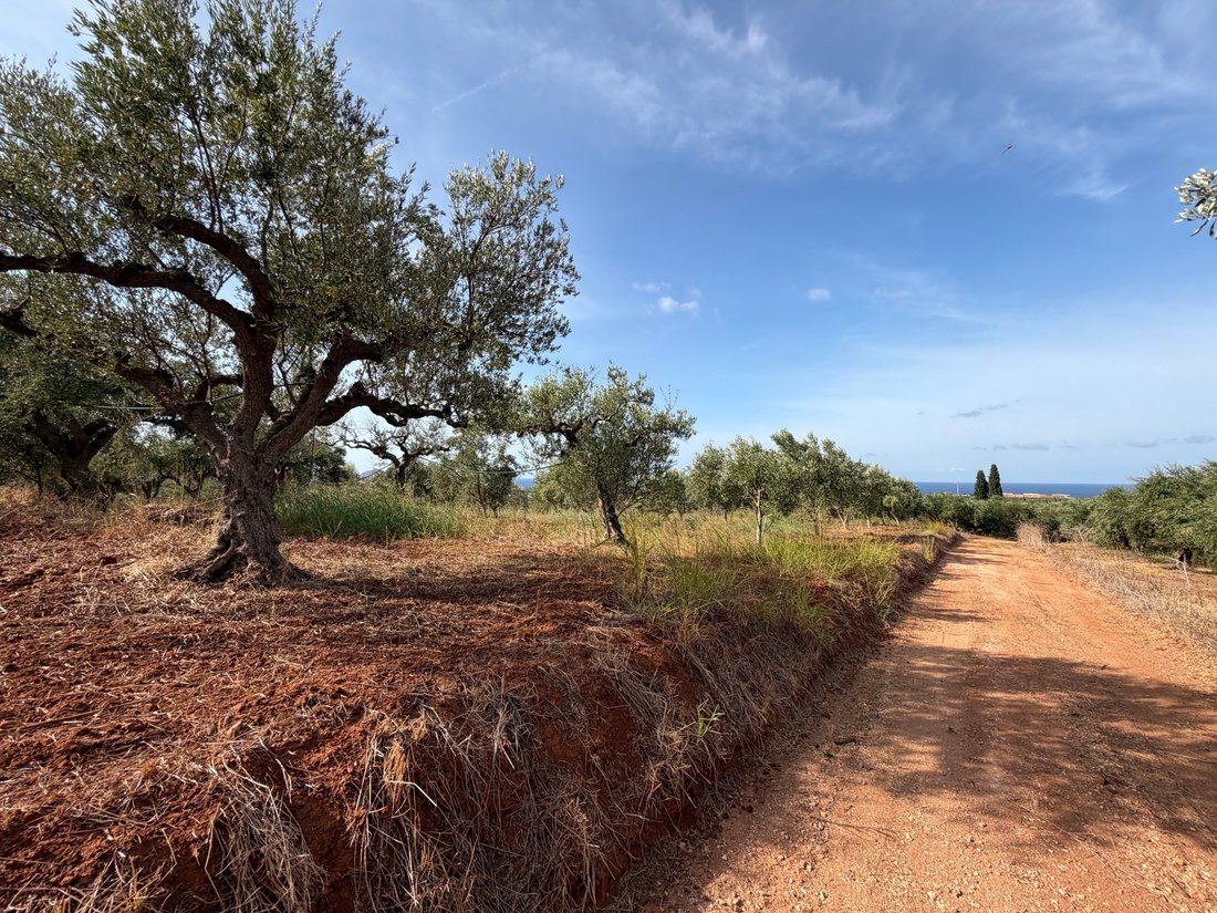 Land in Gargalianoi, Peloponnese, Western Greece and the Ionian, Greece 3 - 19183236