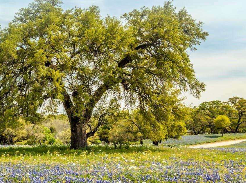 House in Leander, Texas, United States 5 - 19185216