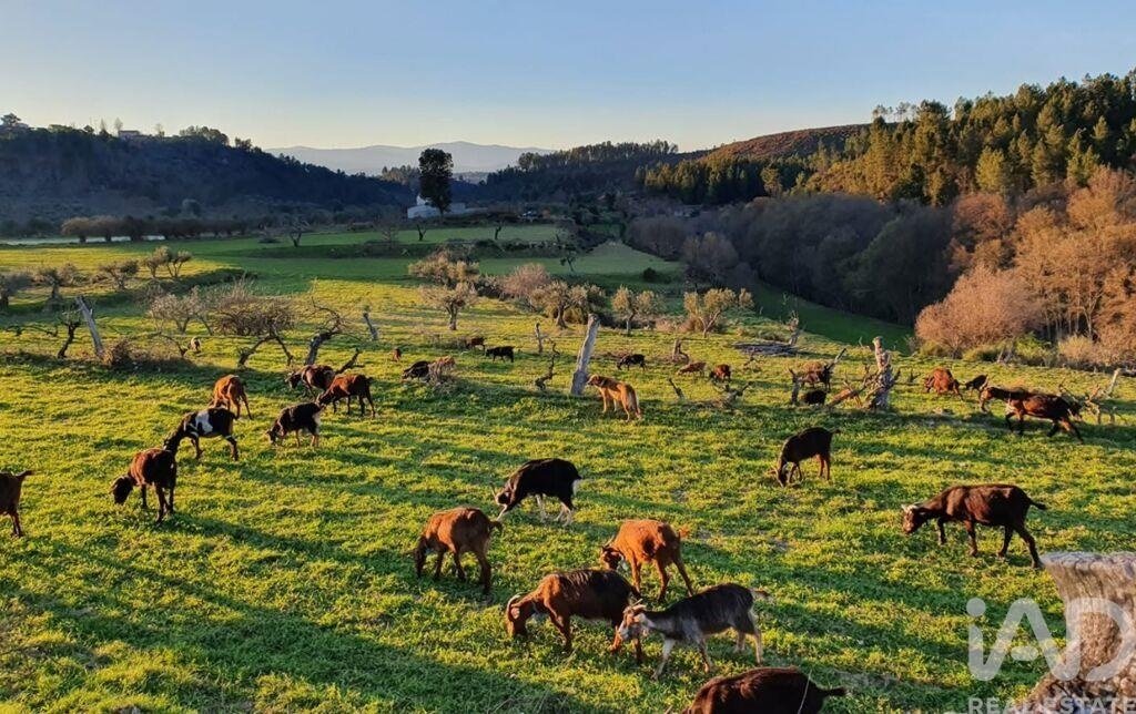 Azienda agricola a Lavacolhos, Distretto di Castelo Branco, Portogallo 2 - 19196488
